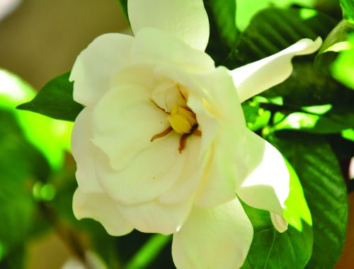 Gardenia