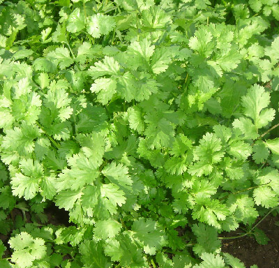 coentro1__69932_zoom