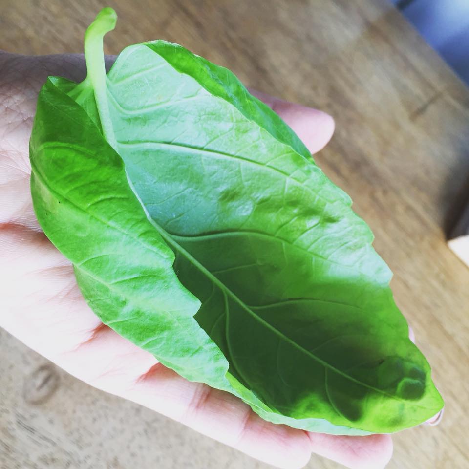 MANJERICÃO ITALIANO